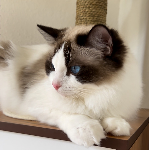 Our Ragdoll Kings & Queens | Victorian Lace Ragdolls