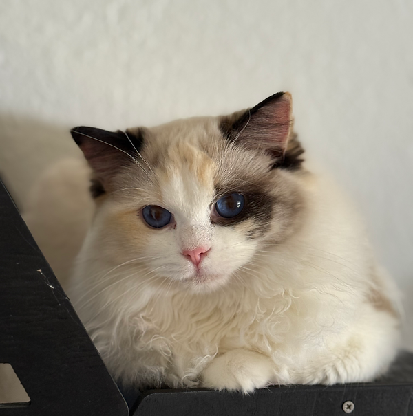 Our Ragdoll Kings & Queens | Victorian Lace Ragdolls
